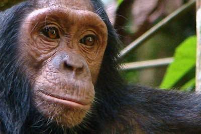 Chimpanzi at Kibale, Uganda